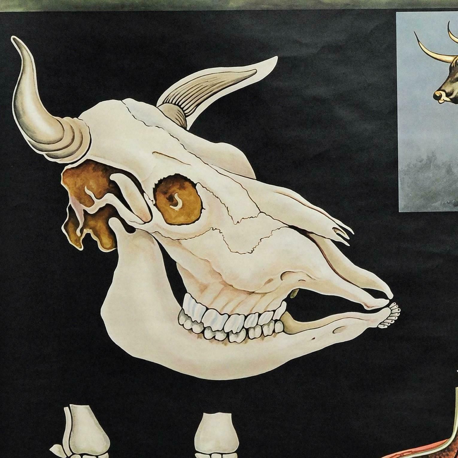 Cattle Cow Anatomy Jung Koch Quentell Art Print Vintage Deco Wall Chart Poster photo Kunst
