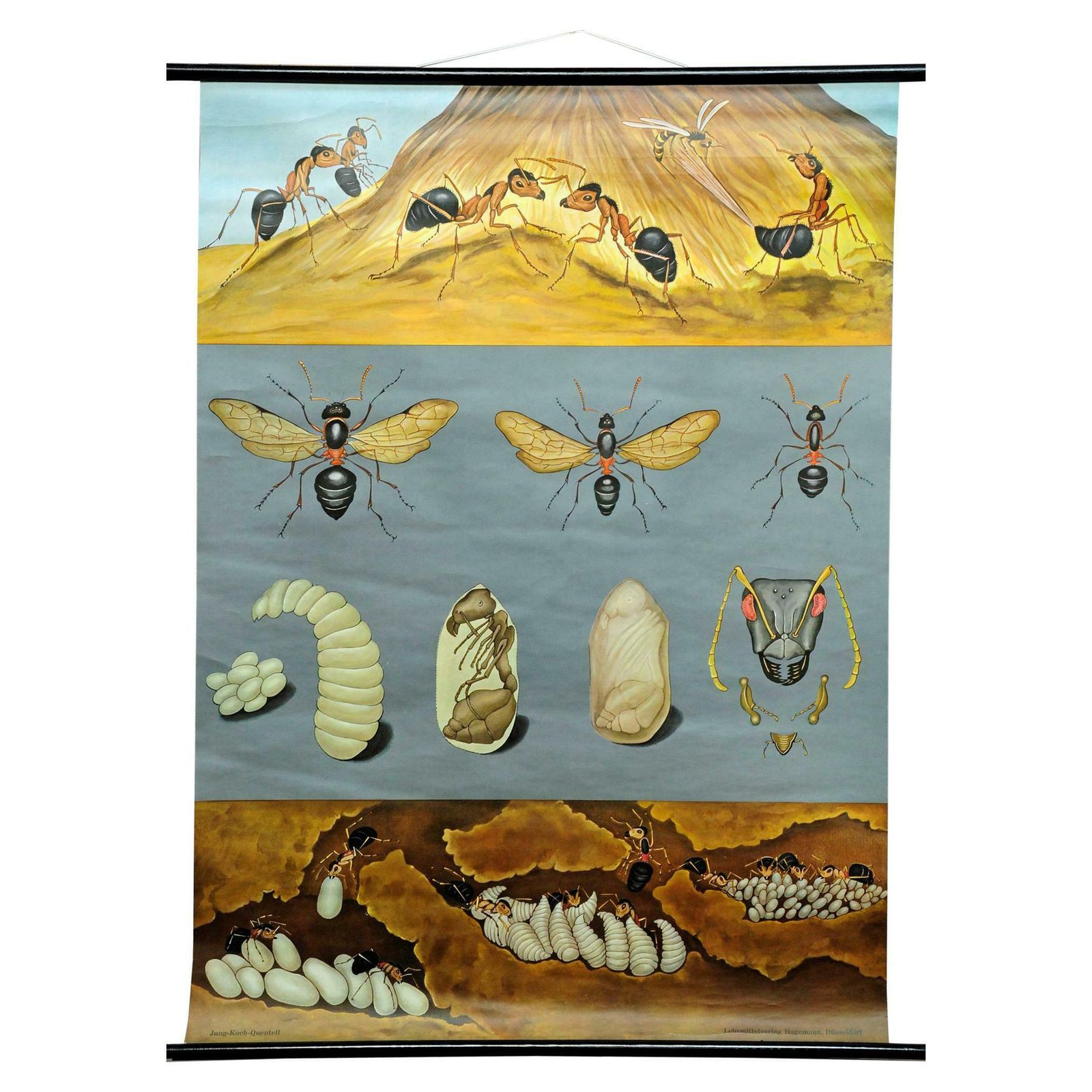 Vintage Schoolwandkaart Jung Koch Quentell Biologie Dieren Rode Bosmier