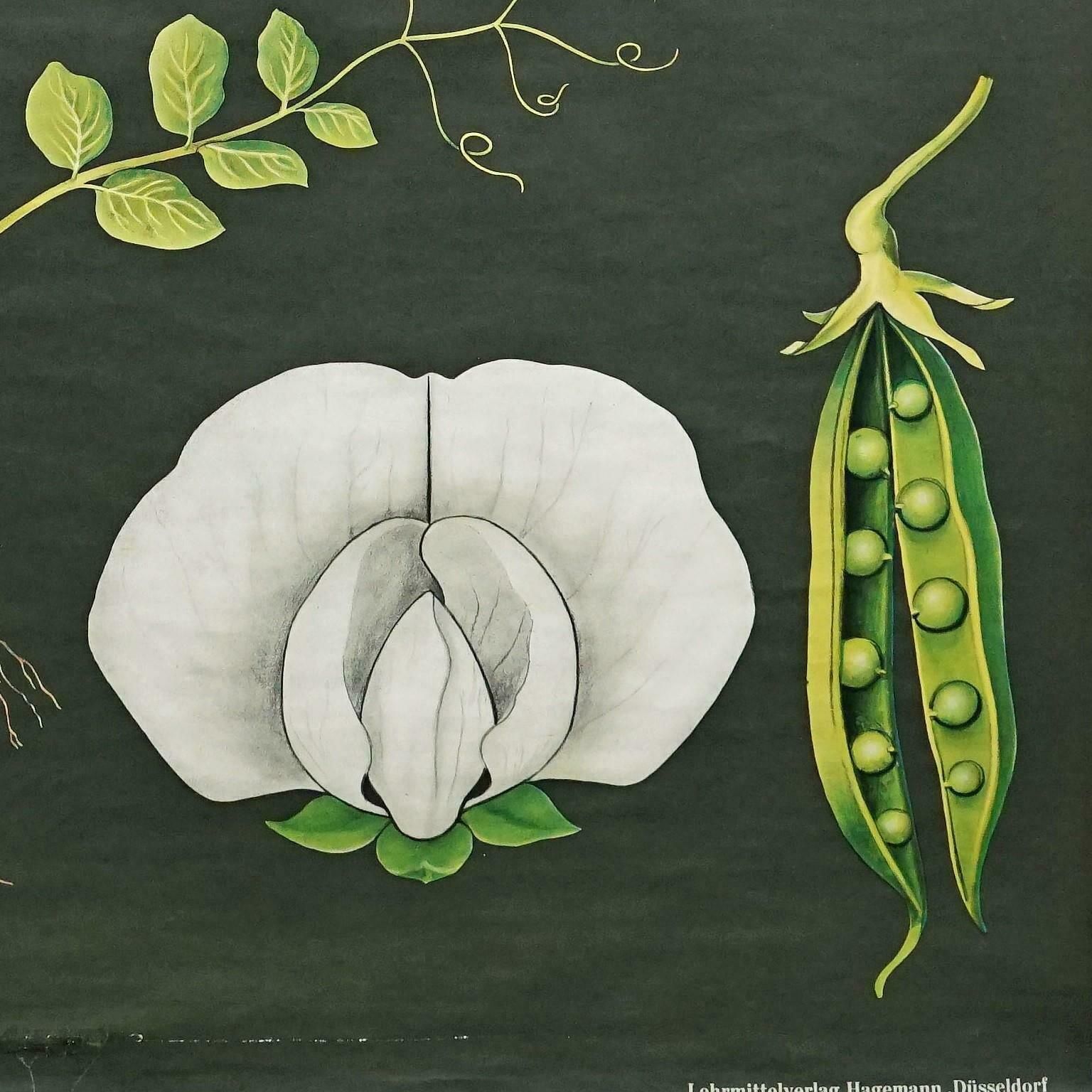 Jung Koch Quentell Cottagecore Vintage Wall Chart Botanic Pea photo for sale