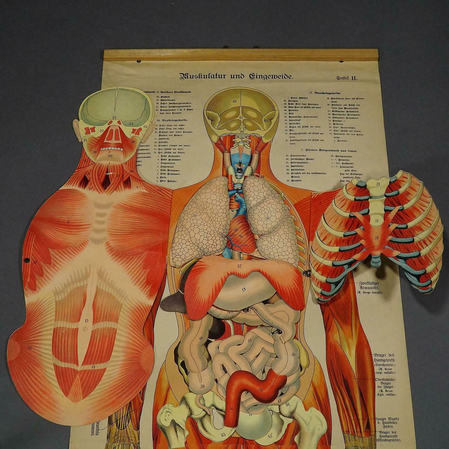 Antique Foldable Anatomical Wall Chart Depicting Human Musculature photo 1065.0