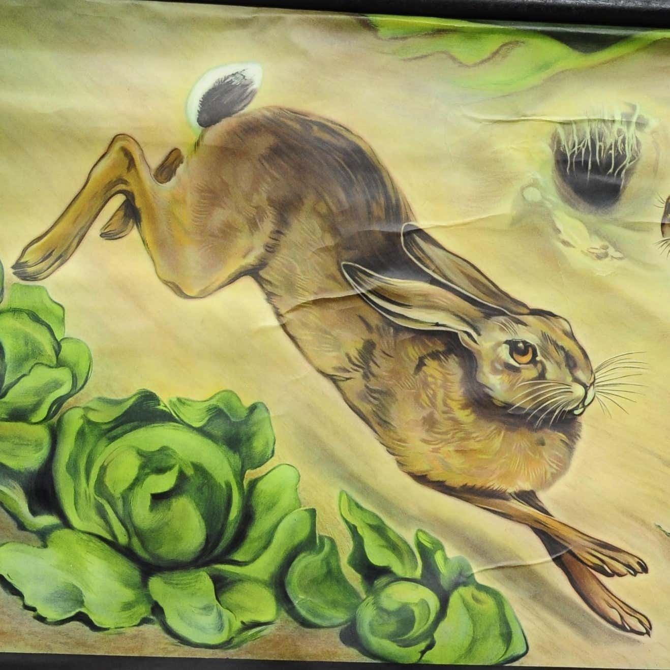 Jung Koch Quentell Wall Chart Poster Animals Brown Hare Common Rabbit photo furniture
