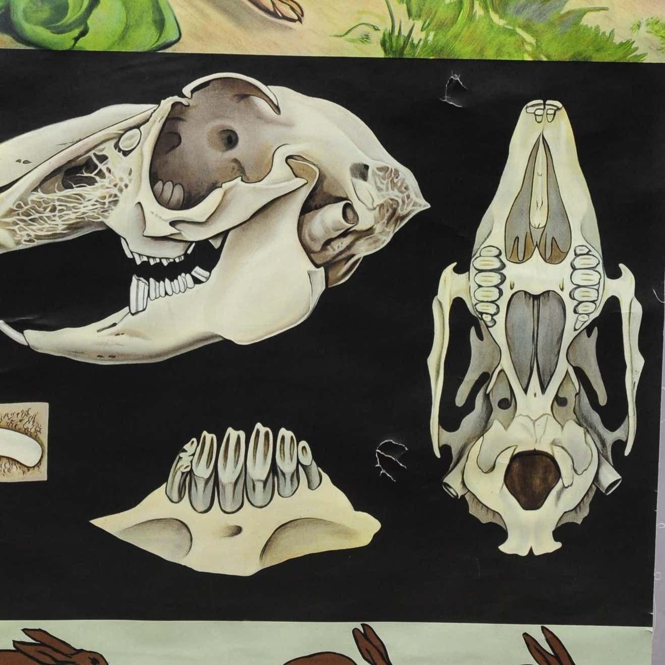 Jung Koch Quentell Wall Chart Poster Animals Brown Hare Common Rabbit photo 274.0