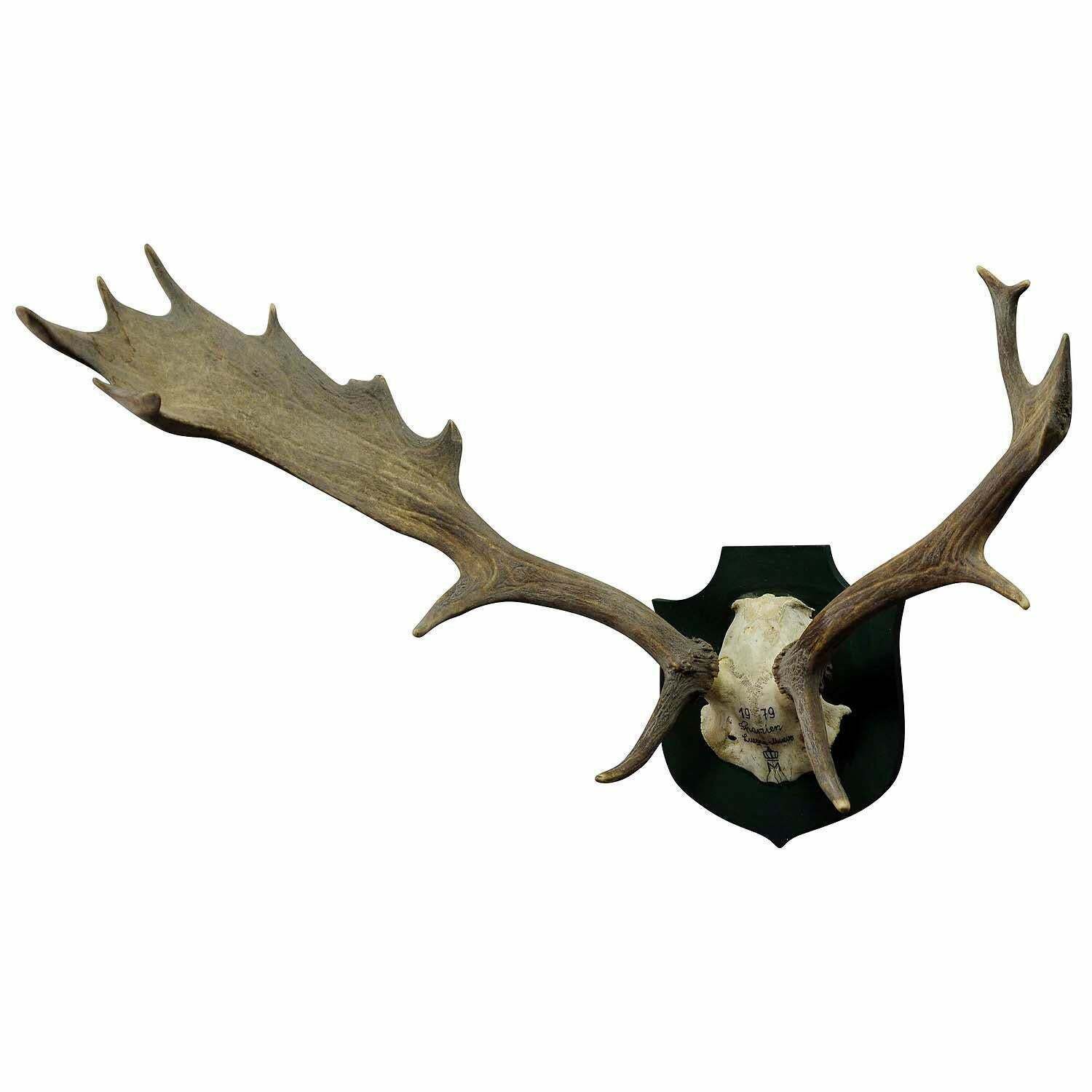 Black Forest Fallow Deer Trophy From Salem, Spain, 1979 photo furniture