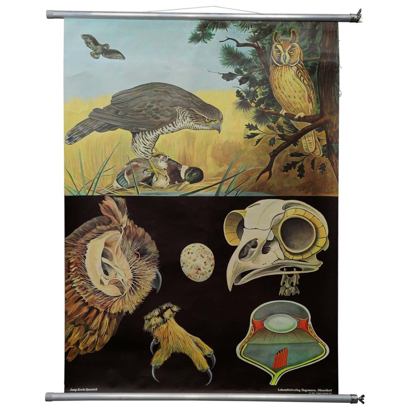 Jung Koch Quentell Rollable Wall Chart Poster Goshawk Buzzard Long Eared Owl