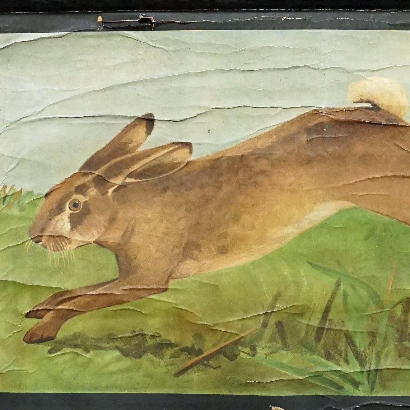 Old Mural Jung Koch Quentell Hare Rabbit Countrylife Rollable Wall Chart photo furniture
