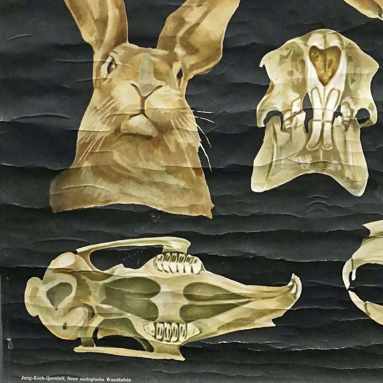 Old Mural Jung Koch Quentell Hare Rabbit Countrylife Rollable Wall Chart photo vinterior