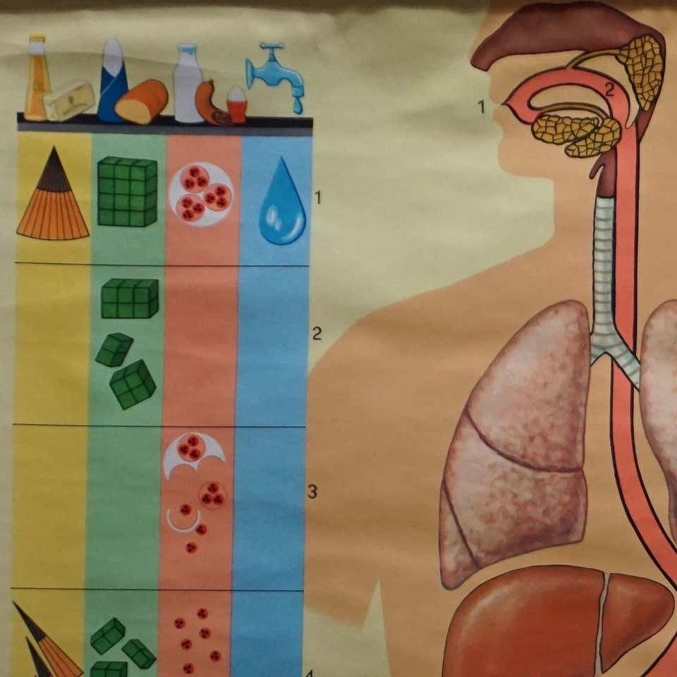 Vintage Medical Wall Chart Human Metabolism Body Excretion Water Balance photo furniture