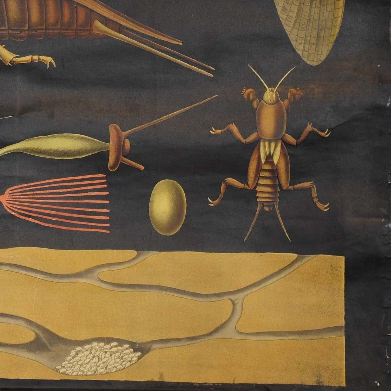 Antique Jung Koch Quentell Rollable Wall Chart European Mole Cricket Gryllotapla photo vinterior
