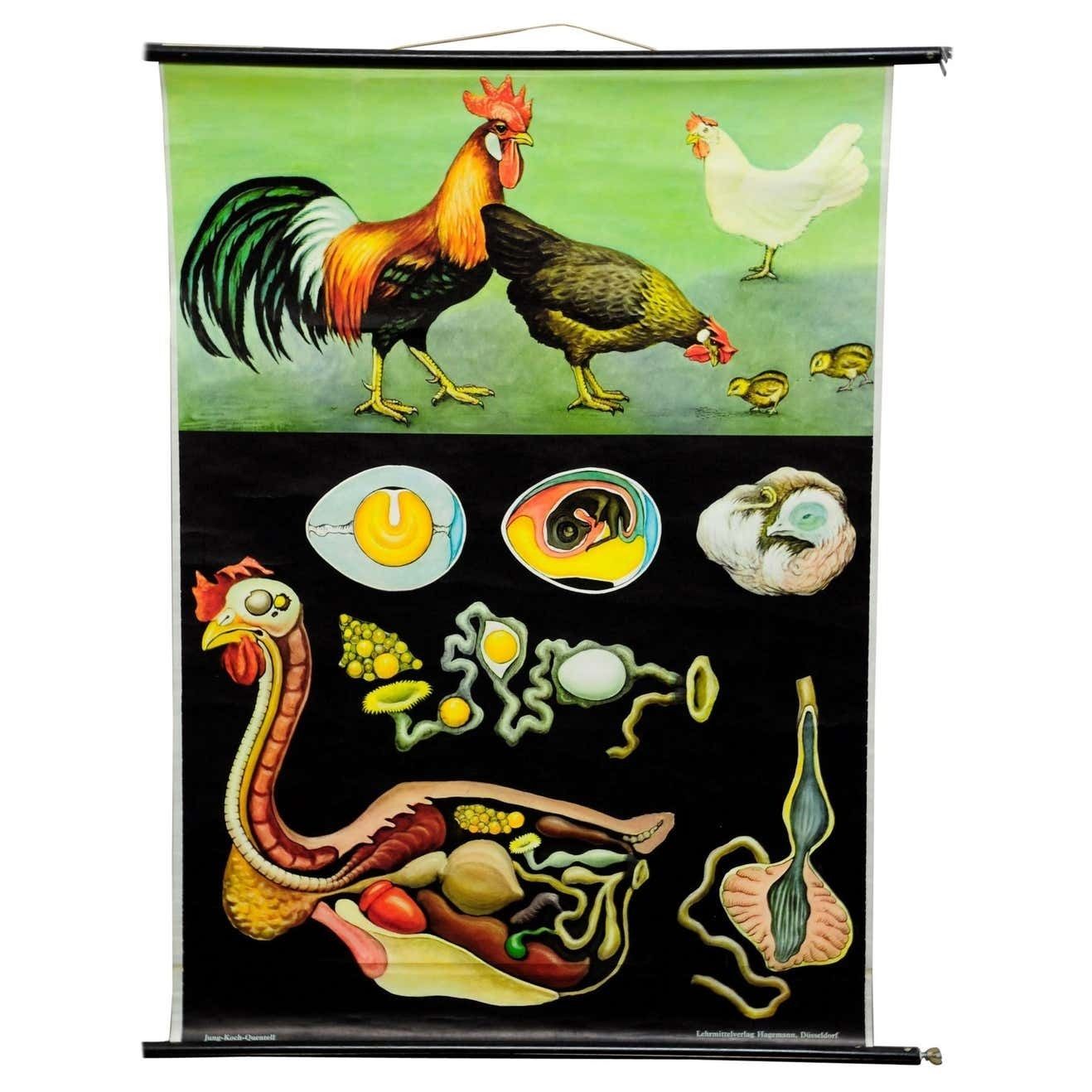 Vintage Pull Down Wall Chart Jung Koch Quentell Chicken Hen Country Style