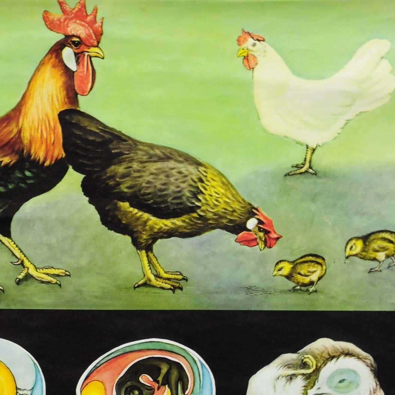 Vintage Pull Down Wall Chart Jung Koch Quentell Chicken Hen Country Style photo for sale