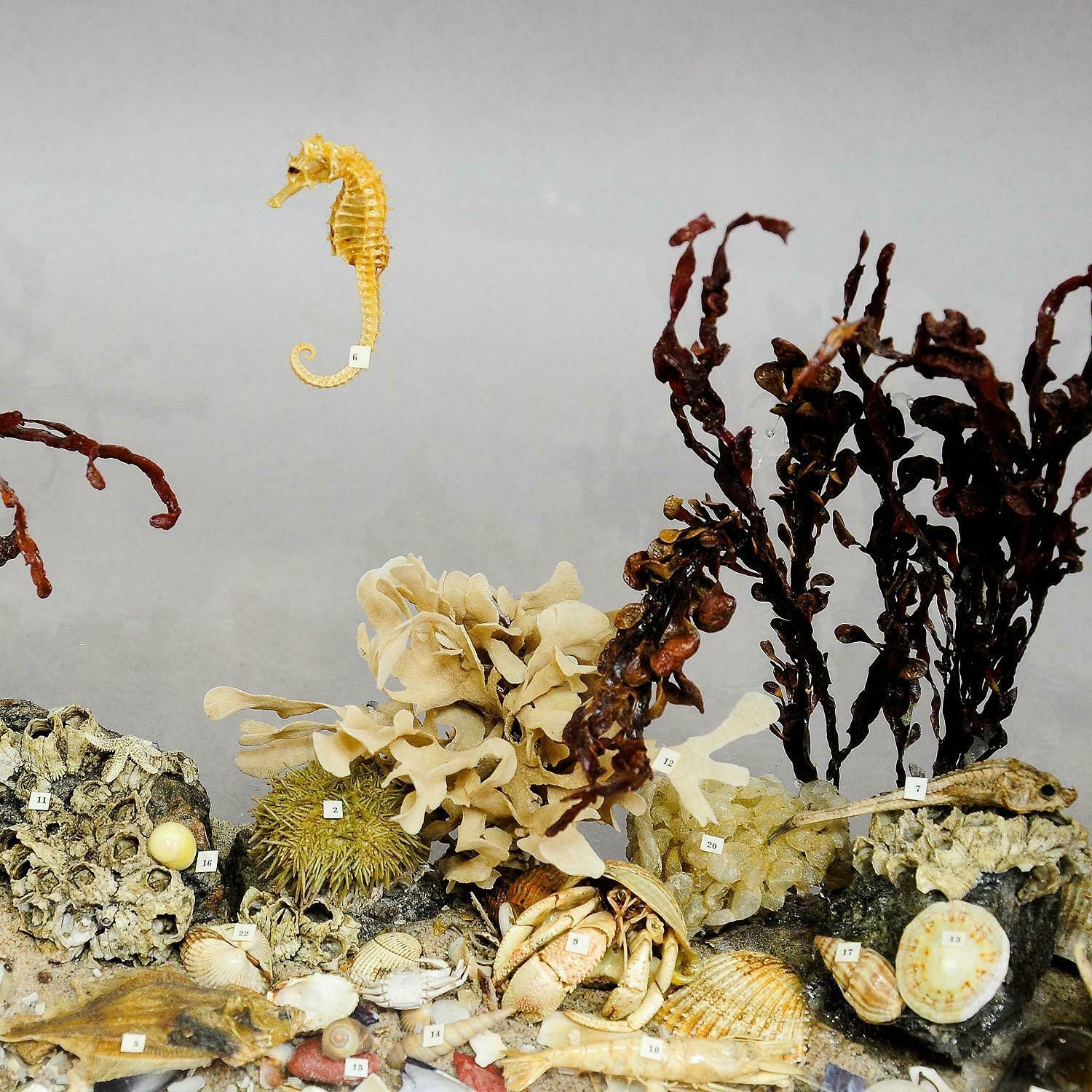Antique Under The Water School Specimen photo Home Decor