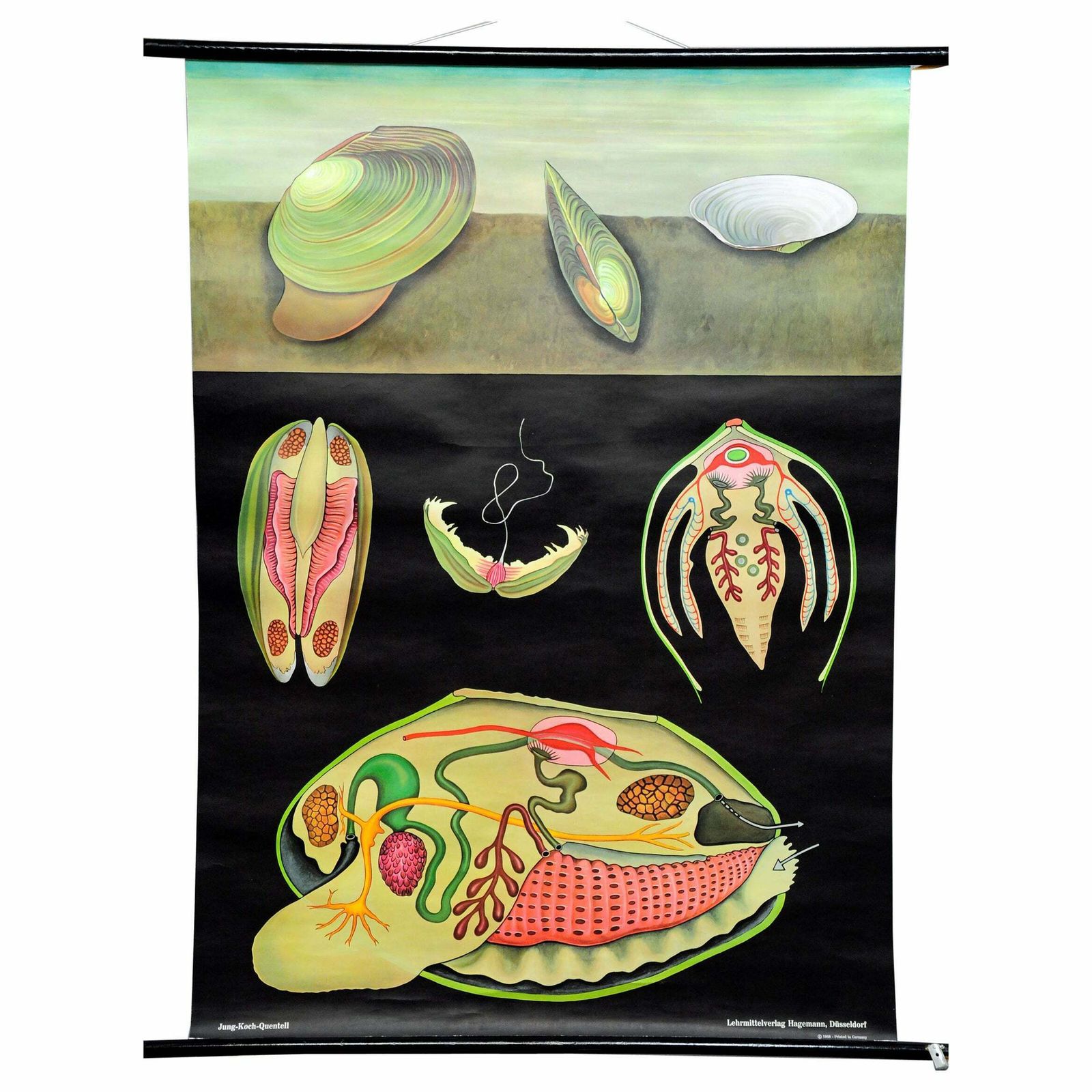 Maritime Decorative Art Print By Jung Koch Quentell River Mussel Wall Chart £322.04