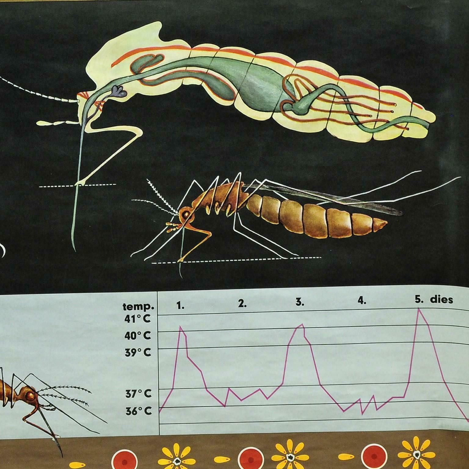 Naturalistic Art Print By Jung Koch Quentell Mosquito Midges Insect Wall Chart photo 322.0