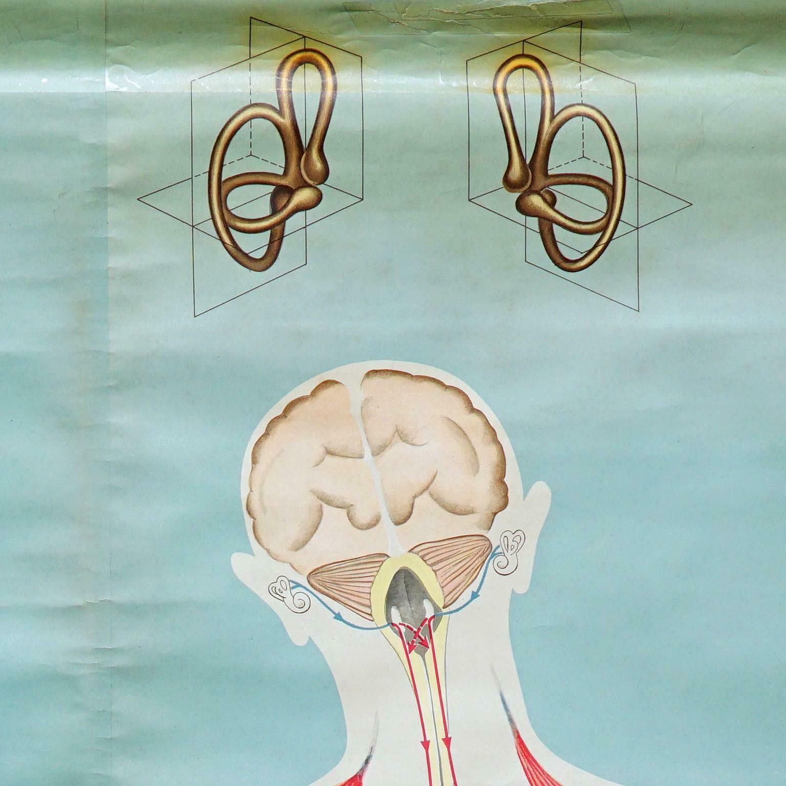 Sense Of Hearing And Balance Equilibrum Wall Chart Medical Poster photo Art