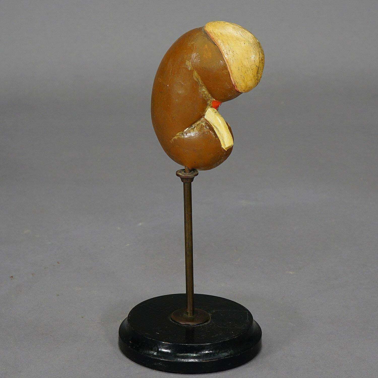 Antique Teaching Model Longitudinal Profile Of The Kidney, Ca. 1900 photo 581.0