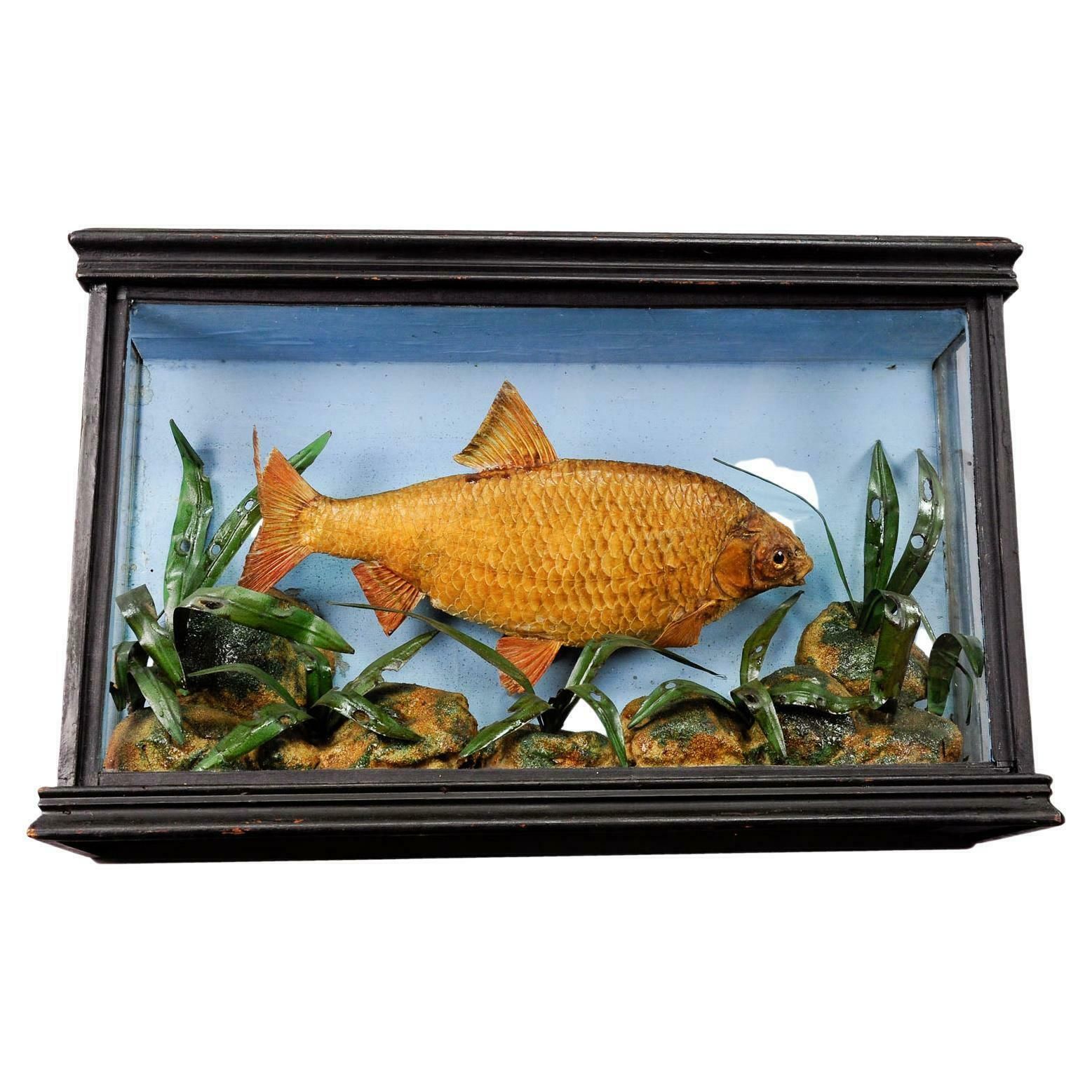 Antieke Glazen Vitrine Met Opgezette Brasem, Ca. 1900