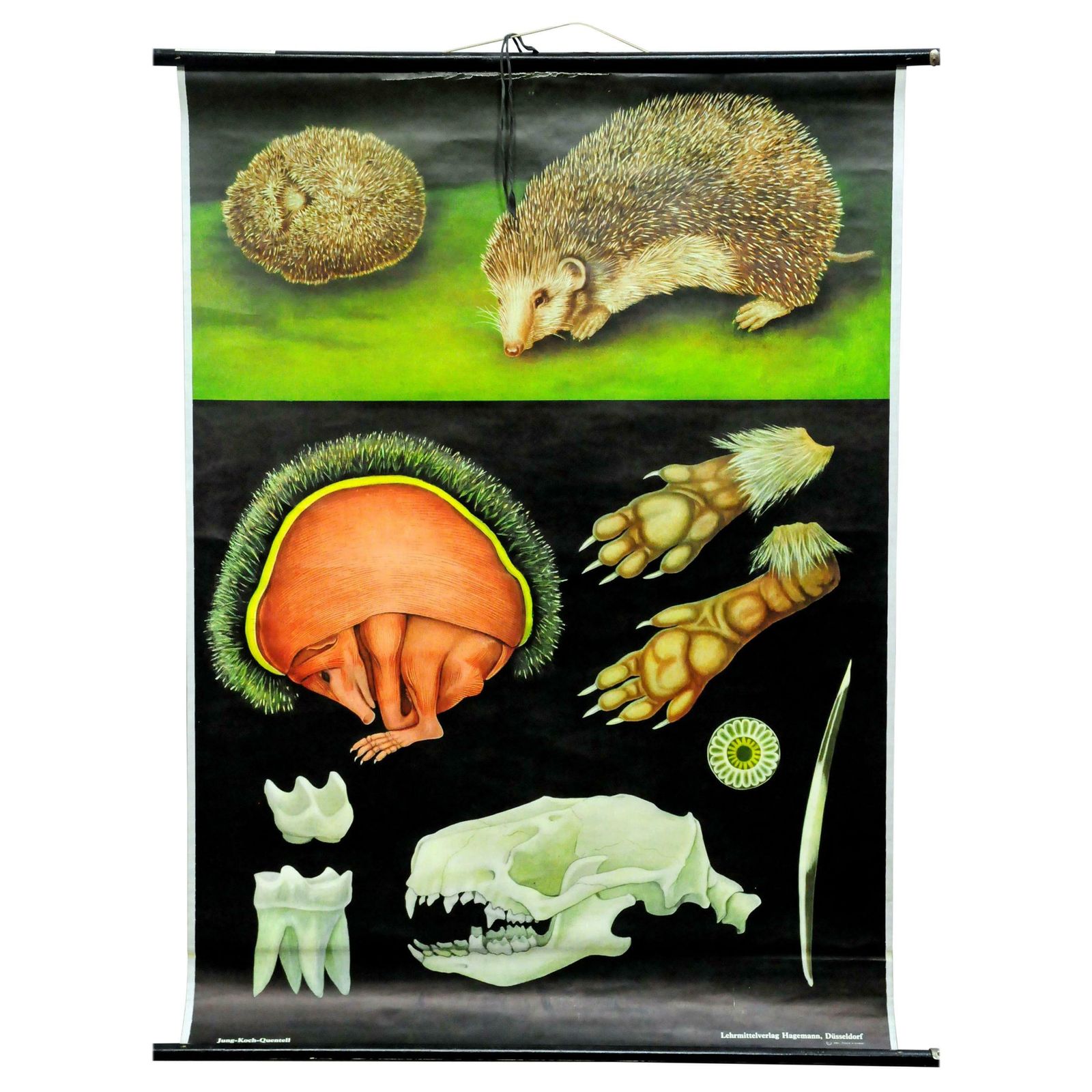 Cozyness Vintage Rollable Wallchart Poster Hedgehog Jung Koch Quentell Print