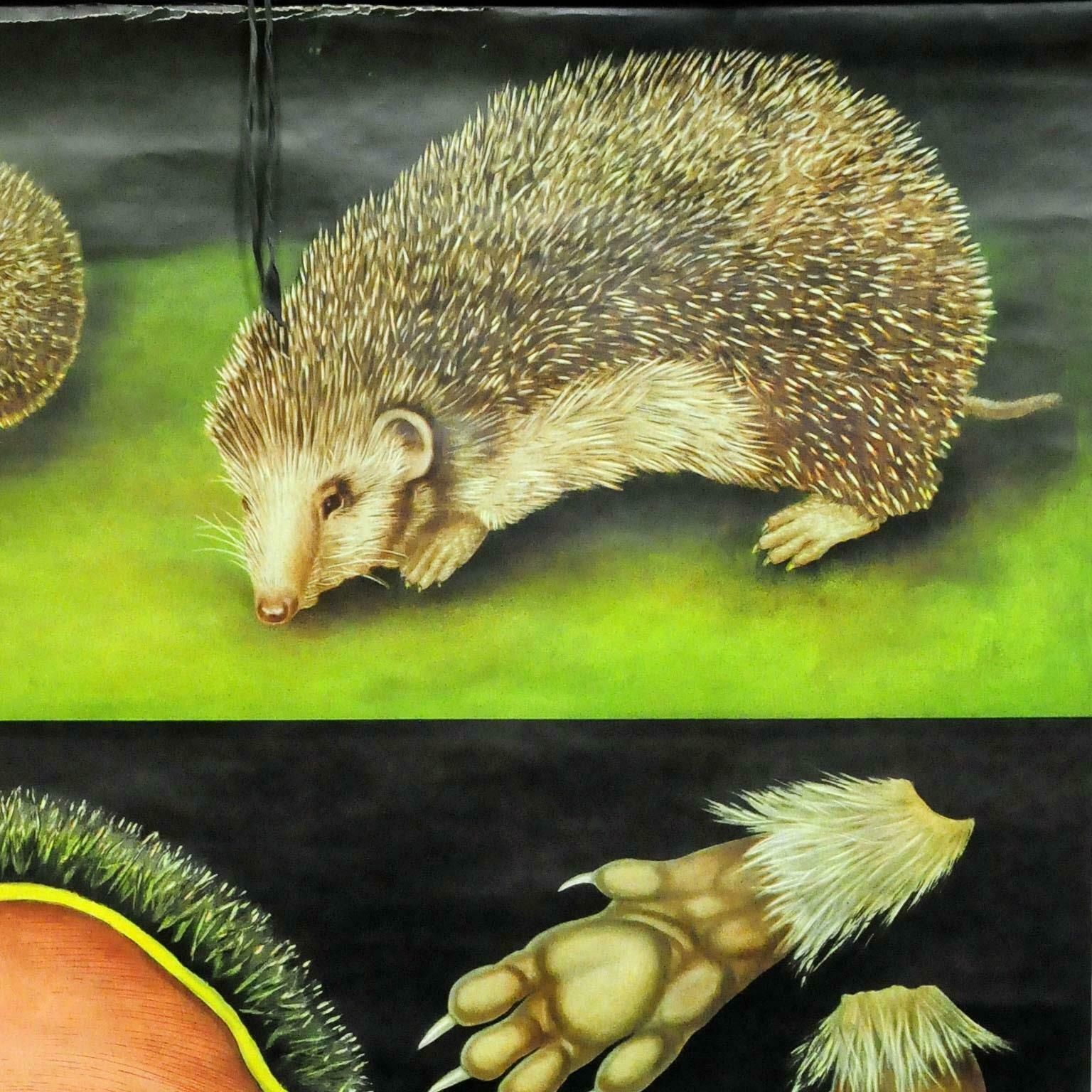Cozyness Vintage Rollable Wallchart Poster Hedgehog Jung Koch Quentell Print photo furniture