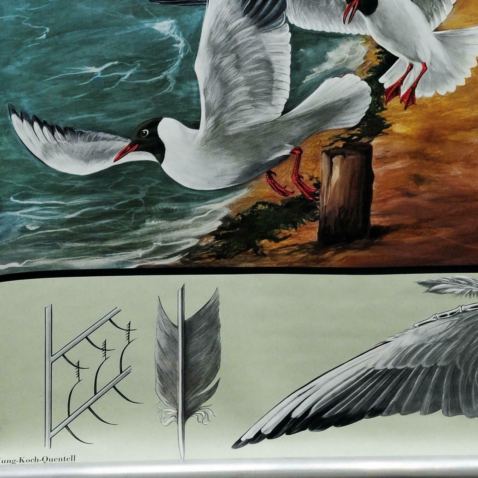 Vintage Wall Chart Picture Poster Birds Black Headed Gull Jung Koch Quentell photo 322.0