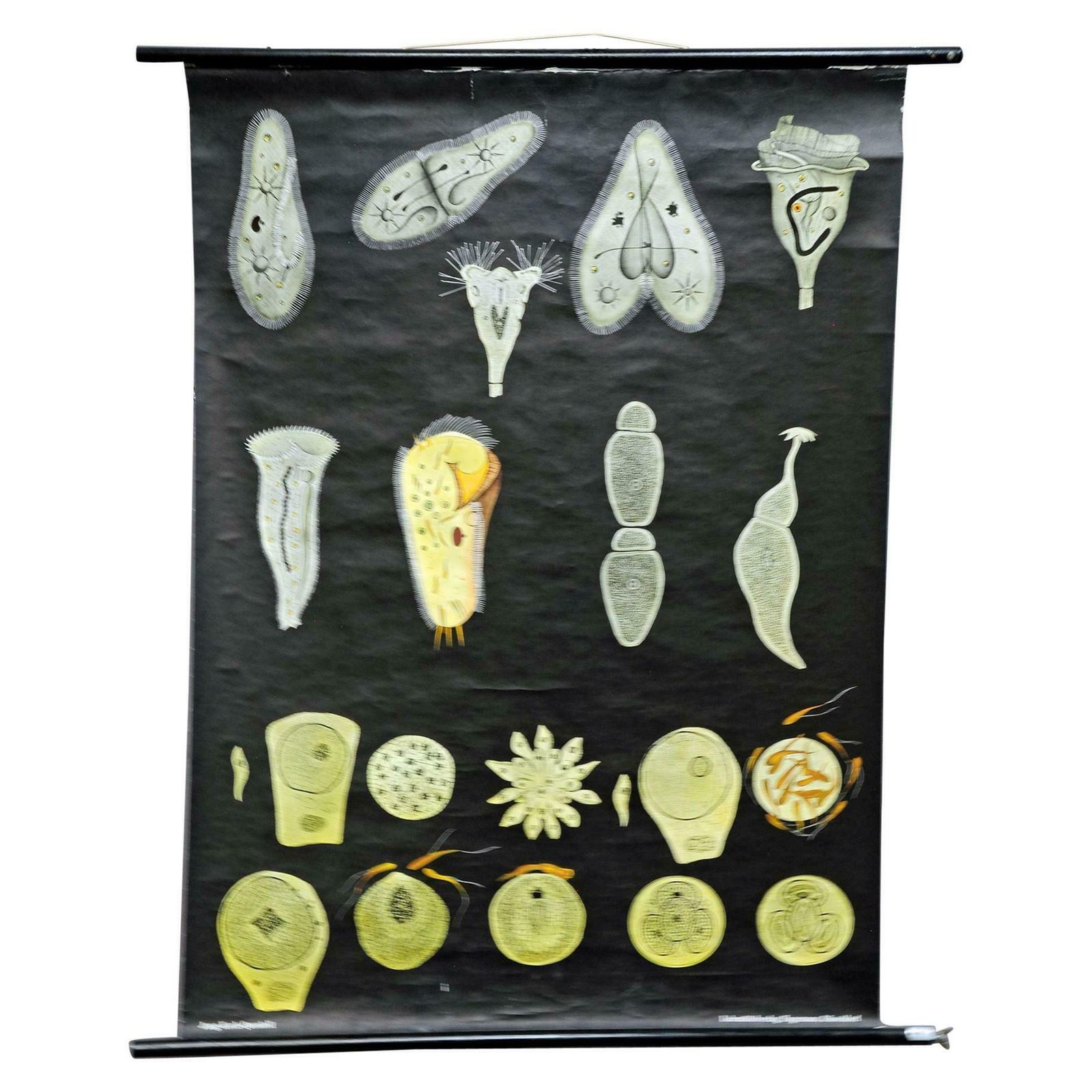 Retro Pull Down Wall Chart Vintage Animal Poster Jung Koch Quentell Protozoa