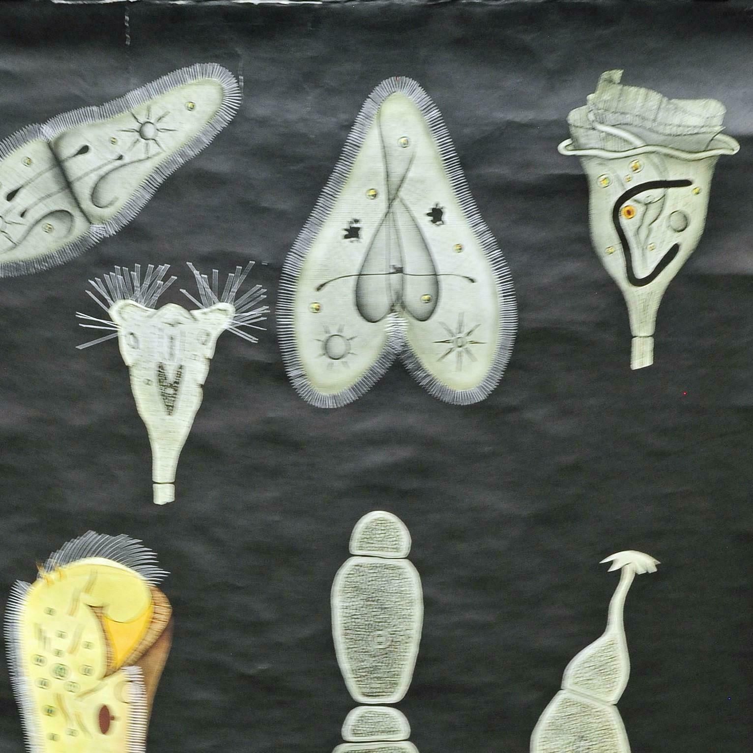 Retro Pull Down Wall Chart Vintage Animal Poster Jung Koch Quentell Protozoa photo for sale