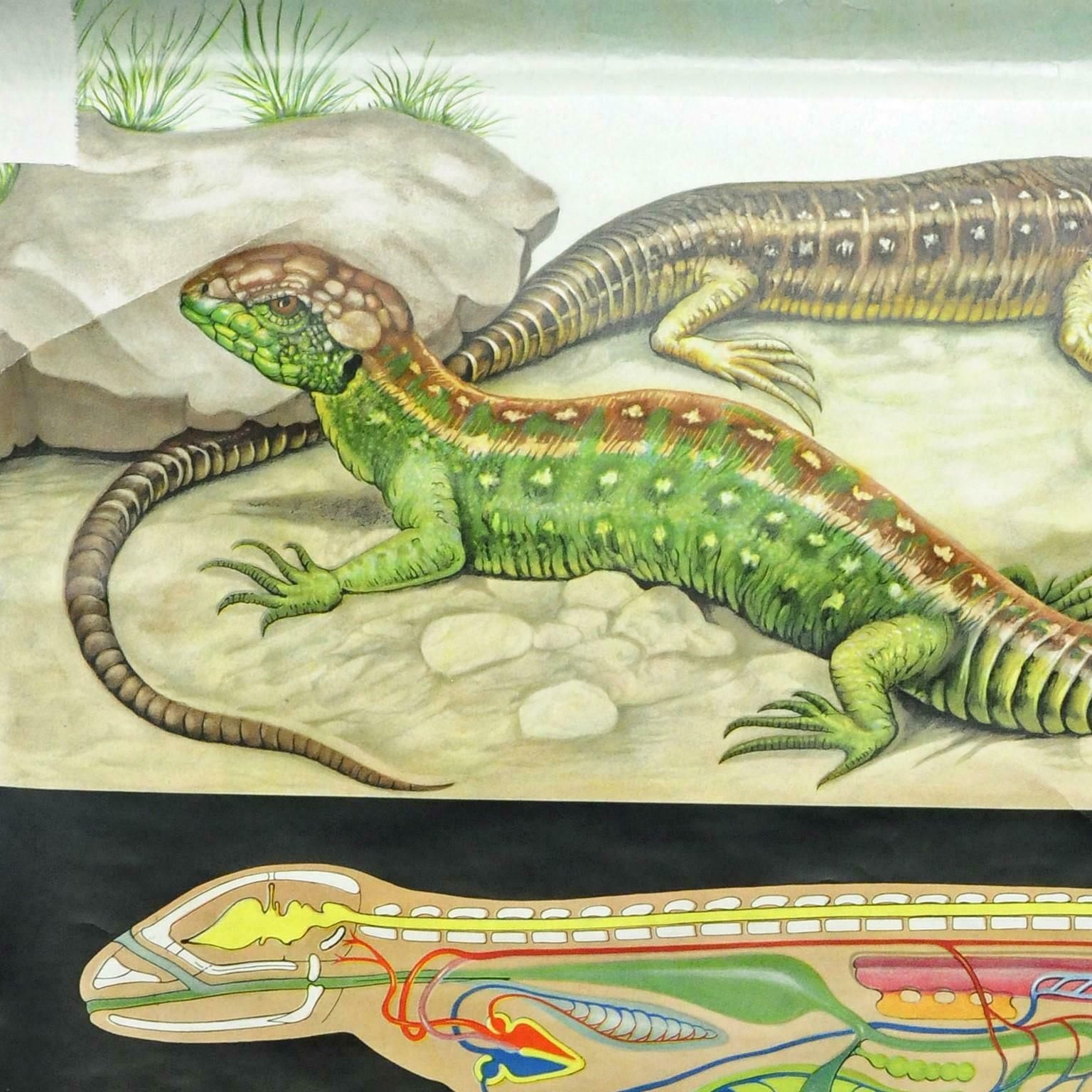 Amphibians Sand Lizard Lacerta Agilis Wallchart Art Print Jung Koch Quentell photo furniture