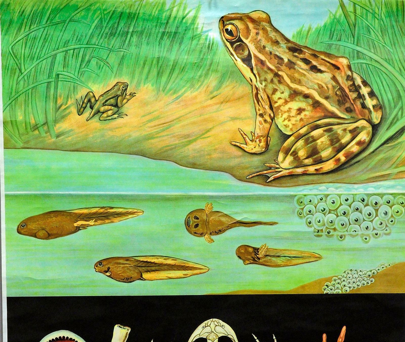 Countrylife Decorative Art Print Jung Koch Quentell Brown Common Frog Tadpole photo Art