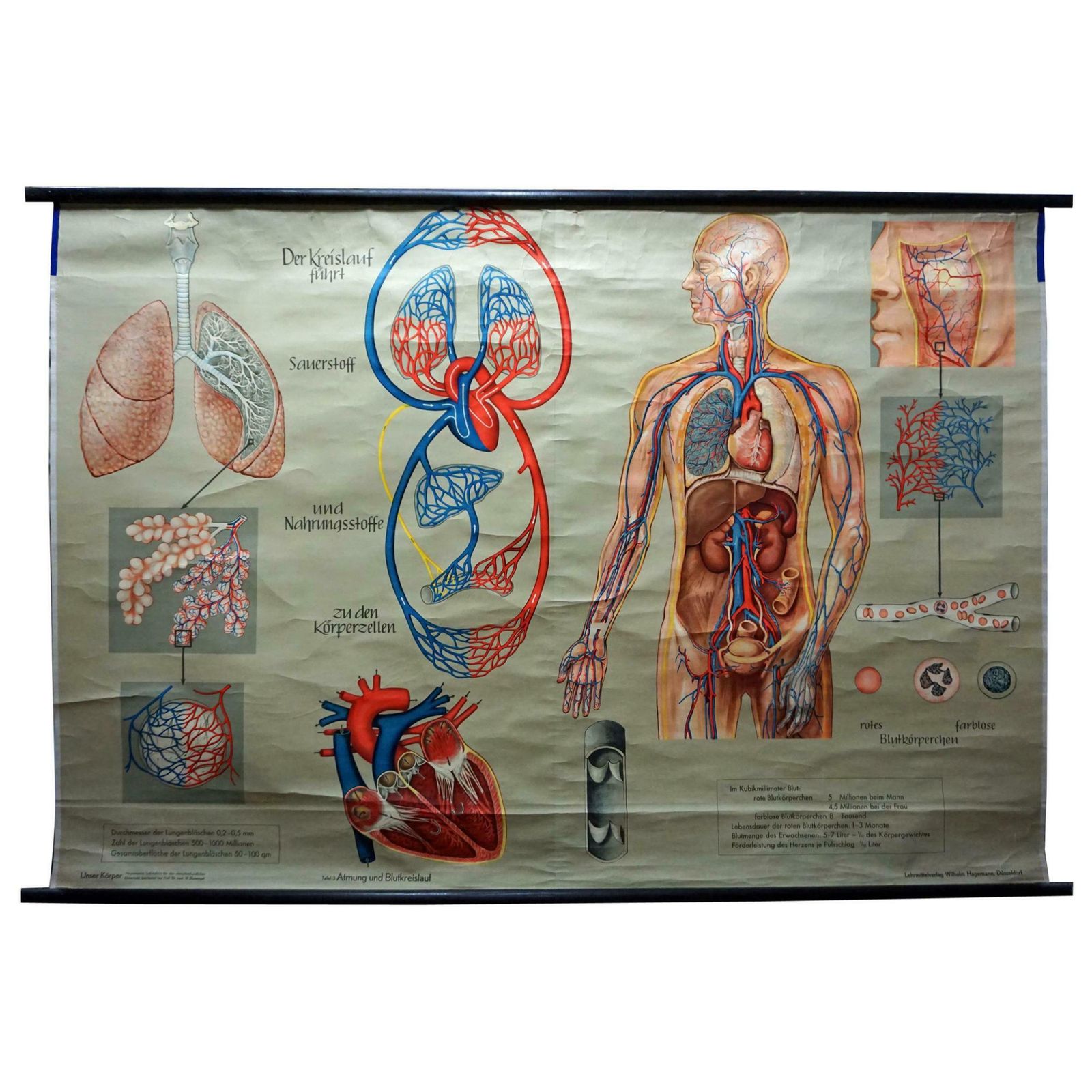 Medical Poster Vintage Rollable Wall Chart Respiration Blood Circulation