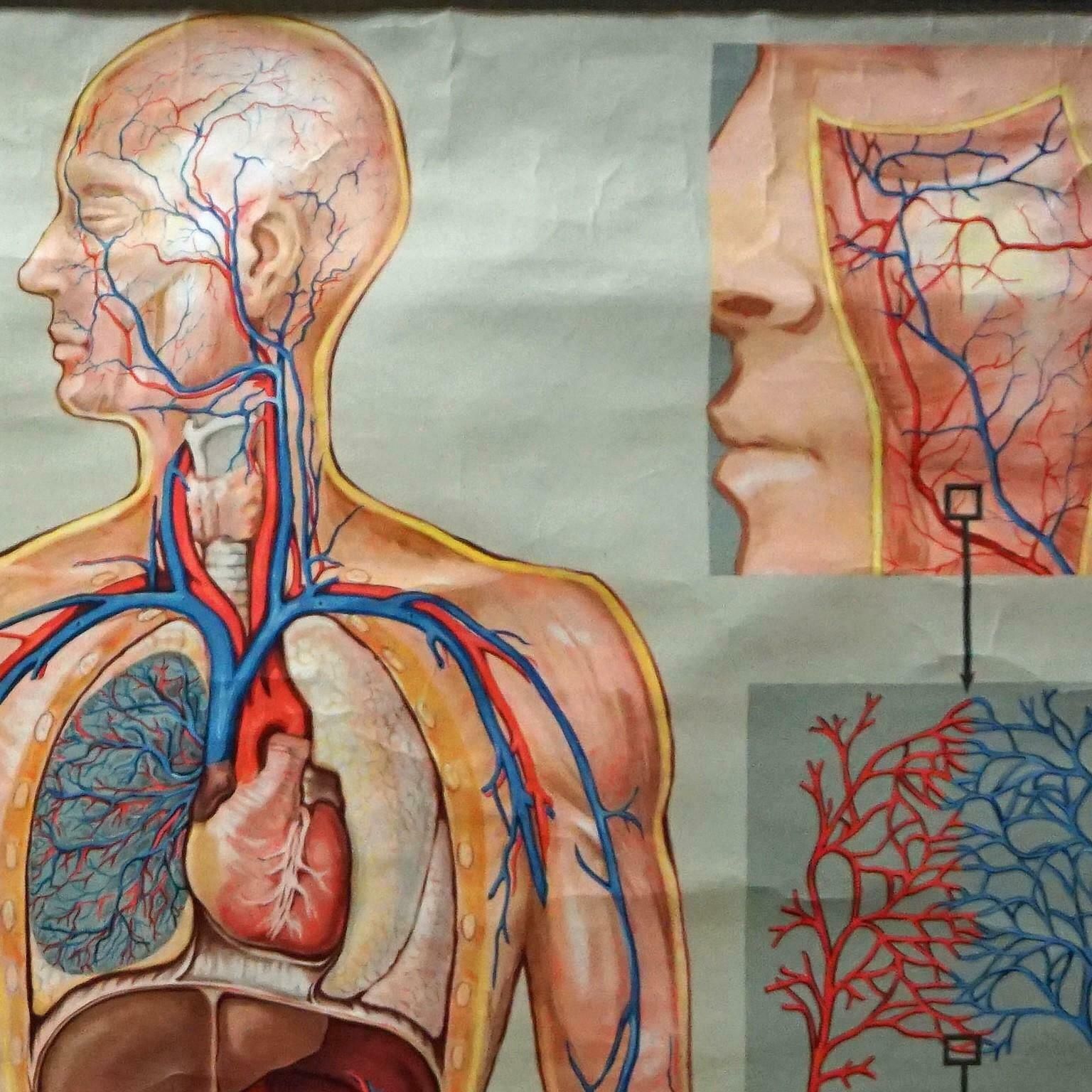 Medical Poster Vintage Rollable Wall Chart Respiration Blood Circulation photo Art