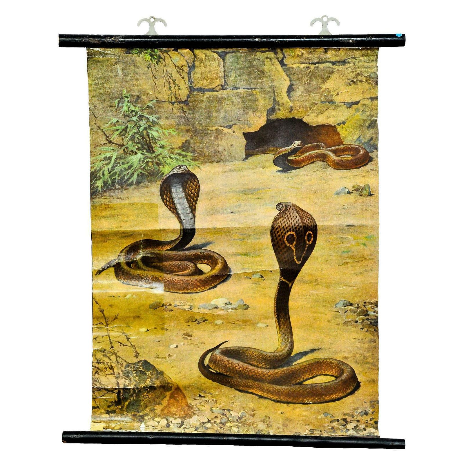 Old Pull Down Wallchart Scenery With Cobras Snake Poster Print