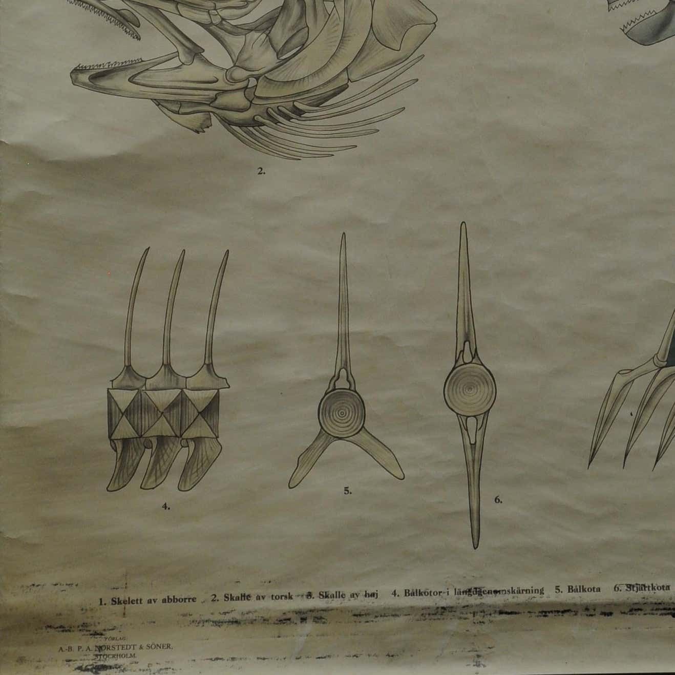 Swedisch Vintage Rollable Black And White Wall Chart Skeleton Of A Fish photo 237.0
