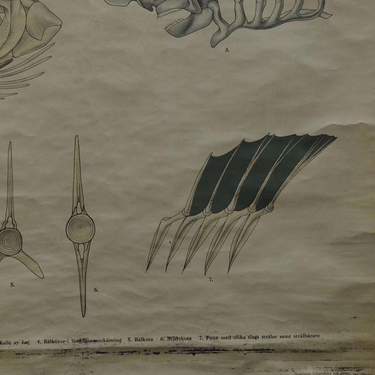 Swedisch Vintage Rollable Black And White Wall Chart Skeleton Of A Fish photo vinterior