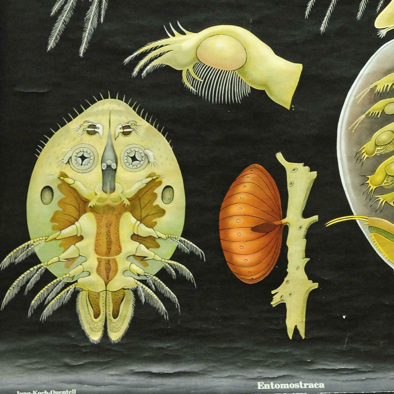 Vintage Print Pull Down Wall Chart Entomostraca Jung Koch Quentell Animal Poster photo Art