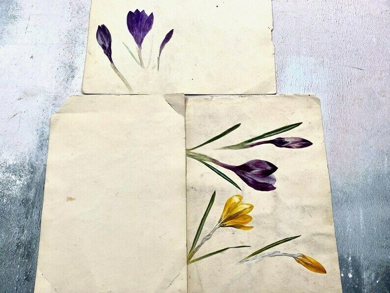 Collection Of Four Antique Floral Watercolour Paintings   Ethel Francis photo buy