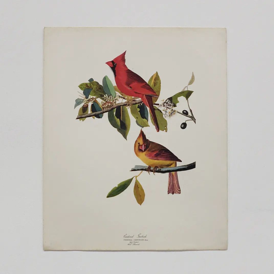 Mid 20th Century 1964 Print "Cardinal Grosbeak" By John James Audubon