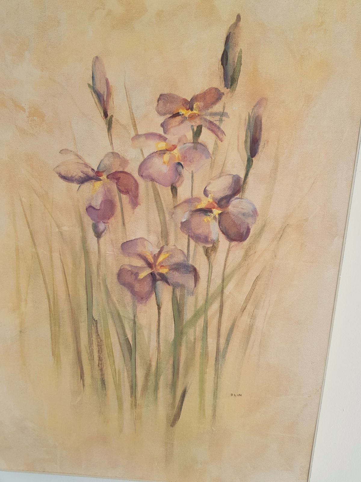 Large, Box Print Of Irises & Poppies photo for sale