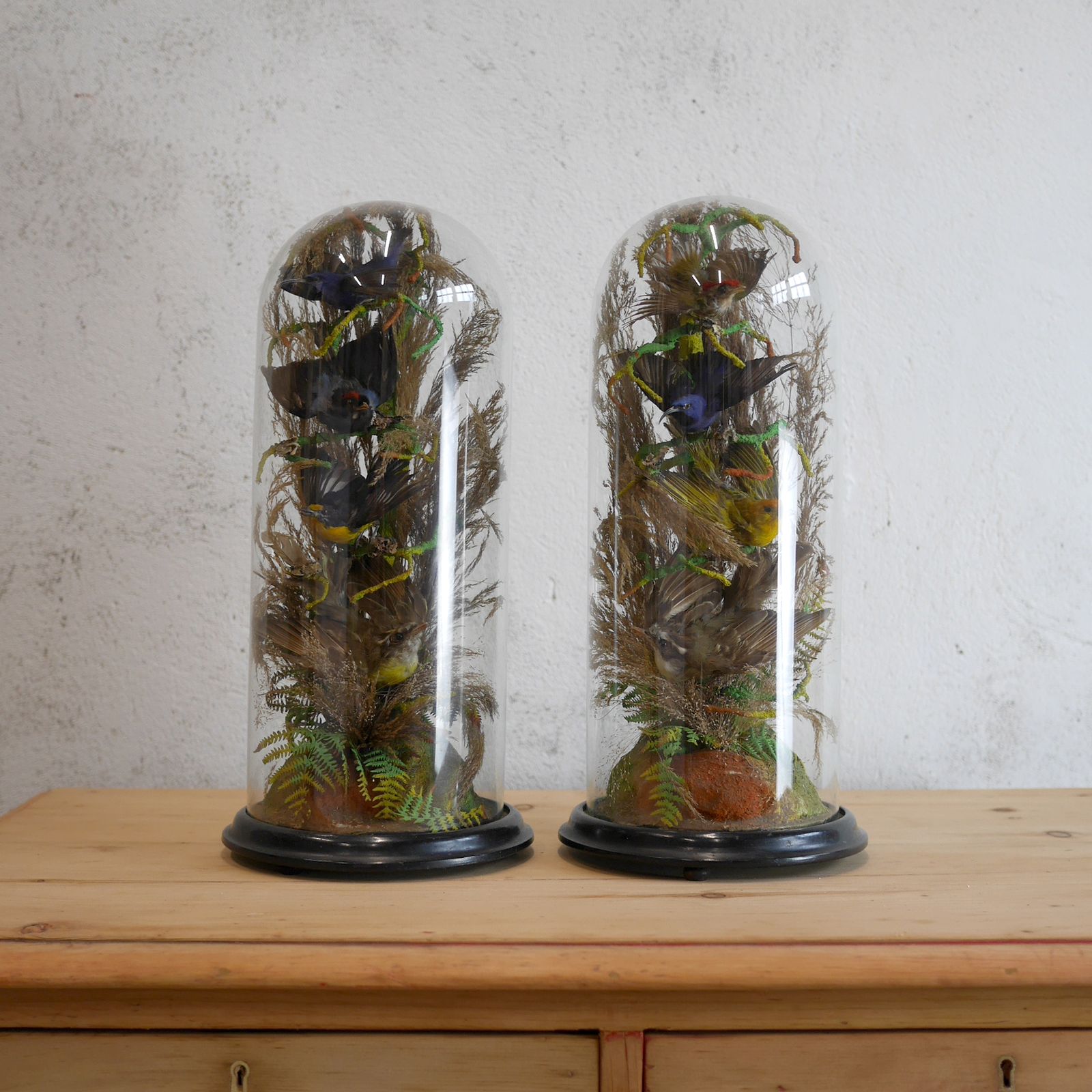Pair Antique Taxidermy Exotic Birds In Glass Dome Naturalistic Setting photo furniture