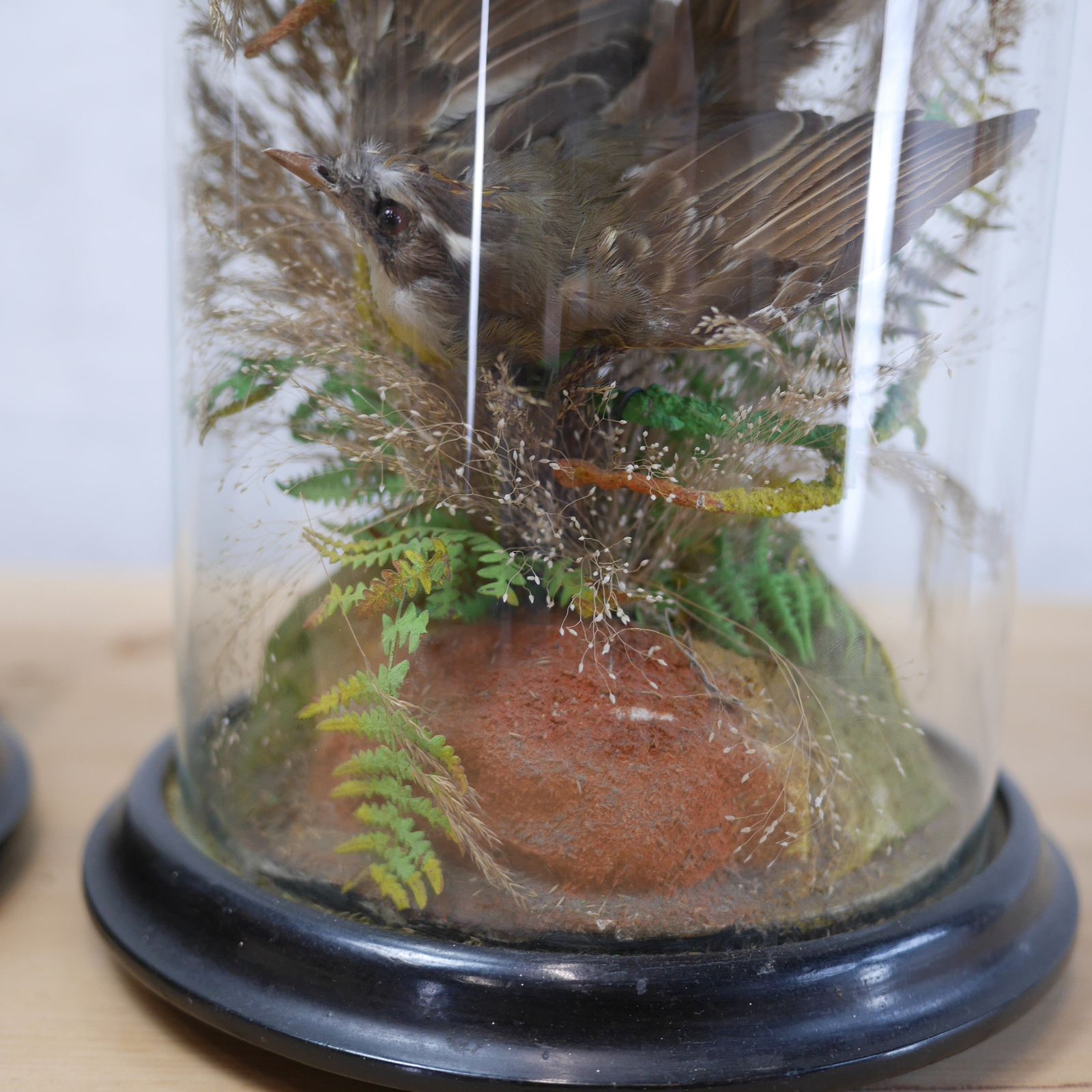 1195.0 Pair Antique Taxidermy Exotic Birds In Glass Dome Naturalistic Setting photo