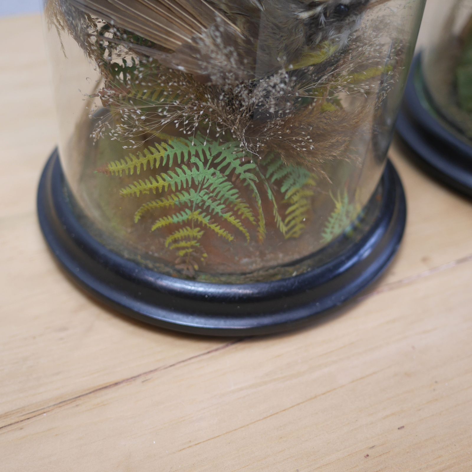 Pair Antique Taxidermy Exotic Birds In Glass Dome Naturalistic Setting photo vinterior