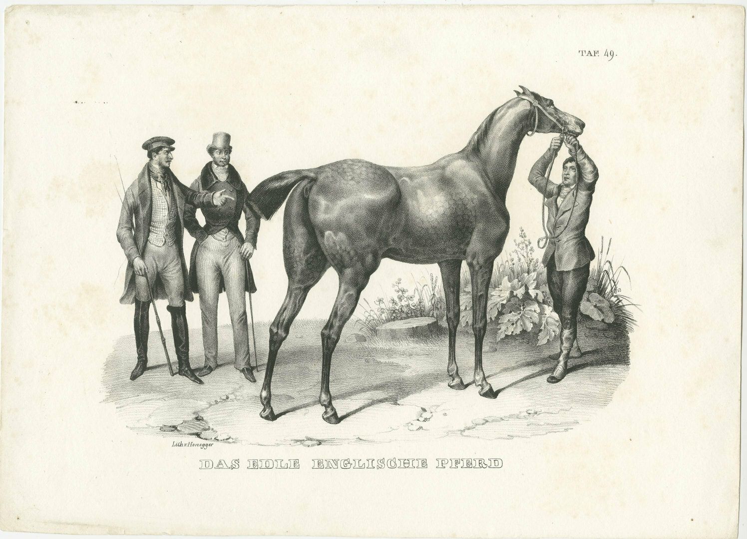 Original Antique Print Of An English Horse