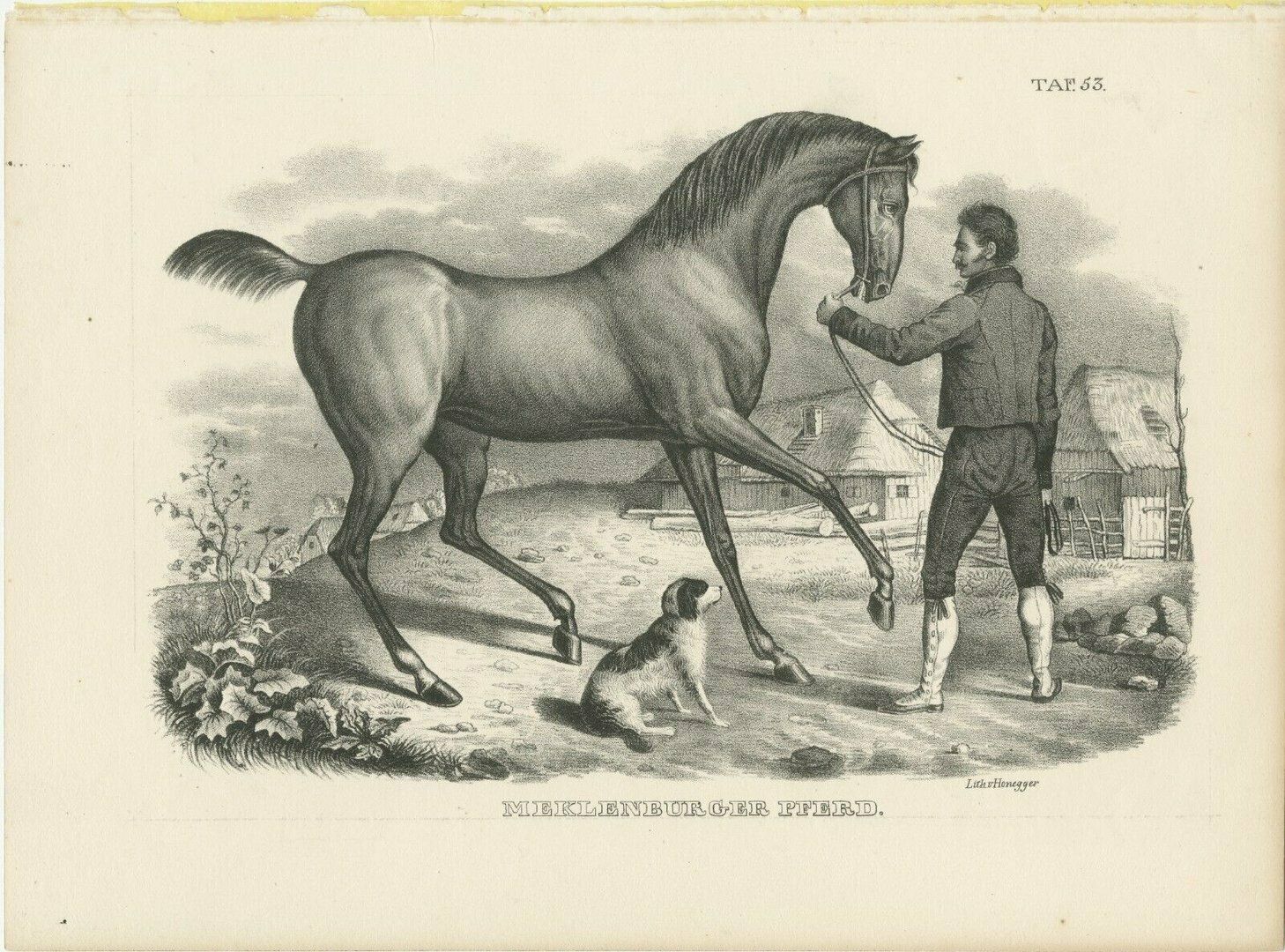 Original Antique Print Of A Mecklenburger Horse