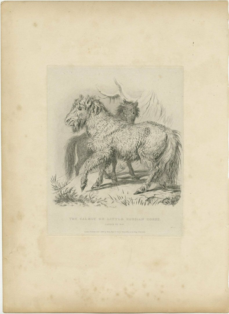 Original Antique Print Of A Calmuc Horse From The Zoological Gardens
