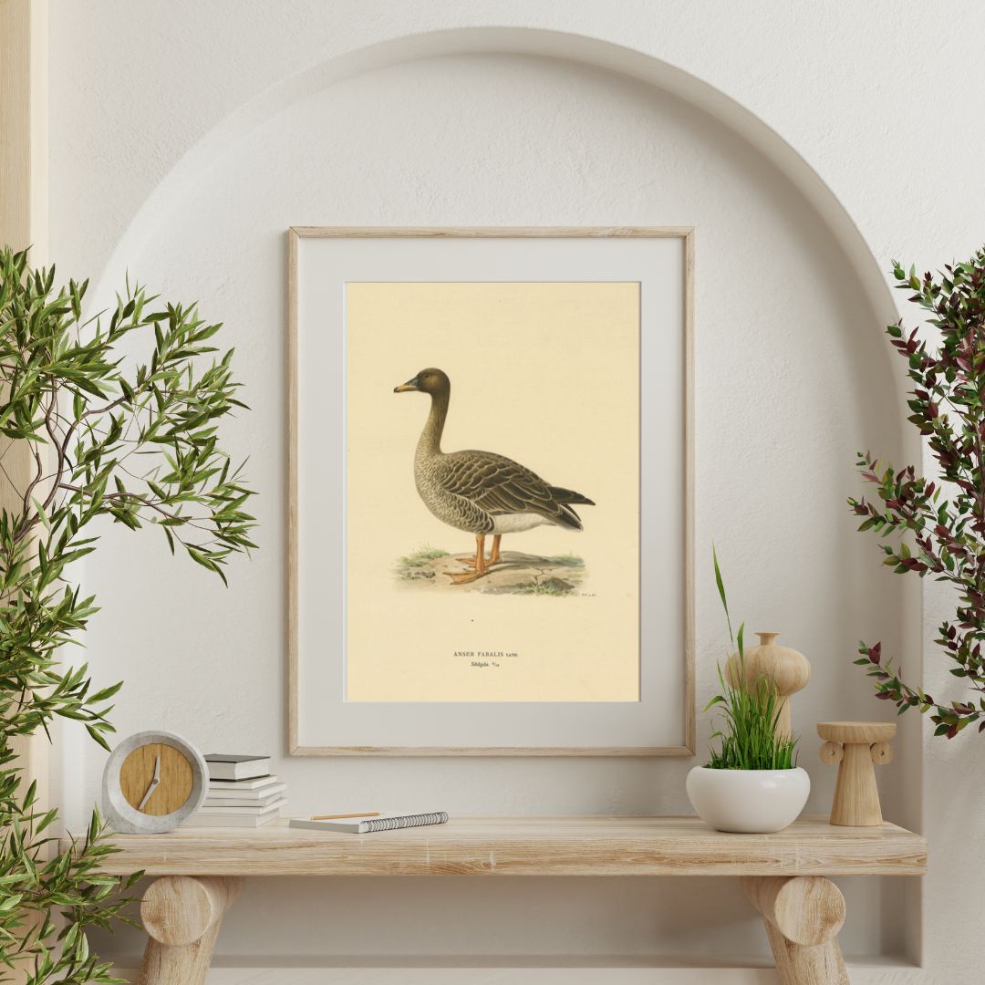 Antique Bird Print Of A Taiga Bean Goose 'Anser Fabalis' photo furniture