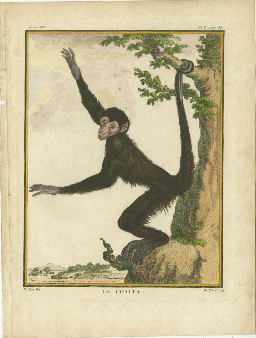 Set Of 3 Antique Monkey Prints, Capuchin Species, Spider Monkey photo for sale