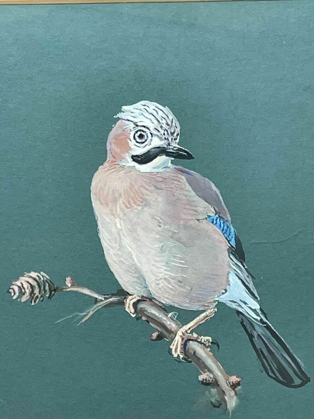 Ornithological Painting Jays Perched Bird Study Signed Donald Watson 1918 2005 photo Art