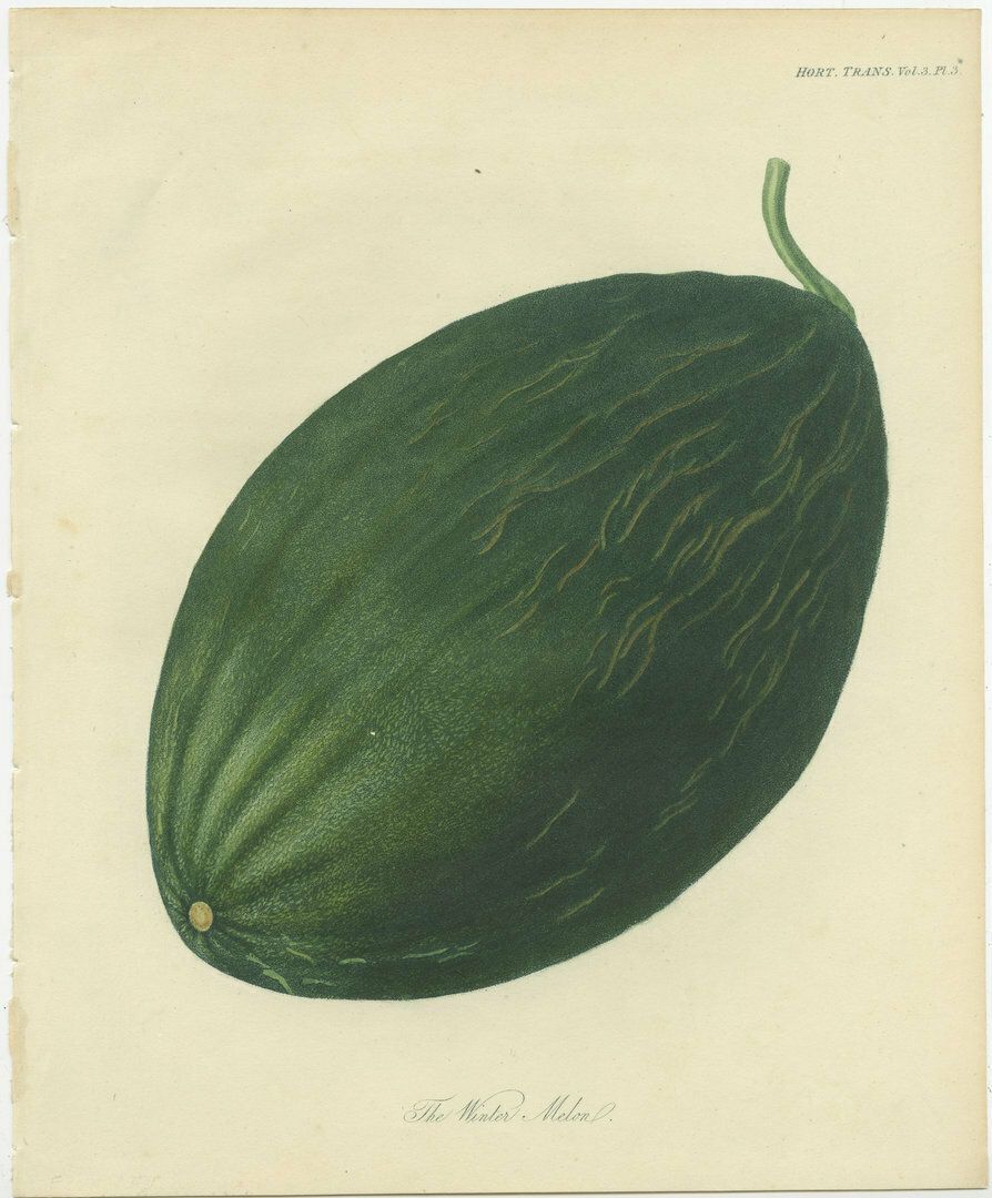 Antique Fruit Print Of A Winter Melon Or Ash Gourd