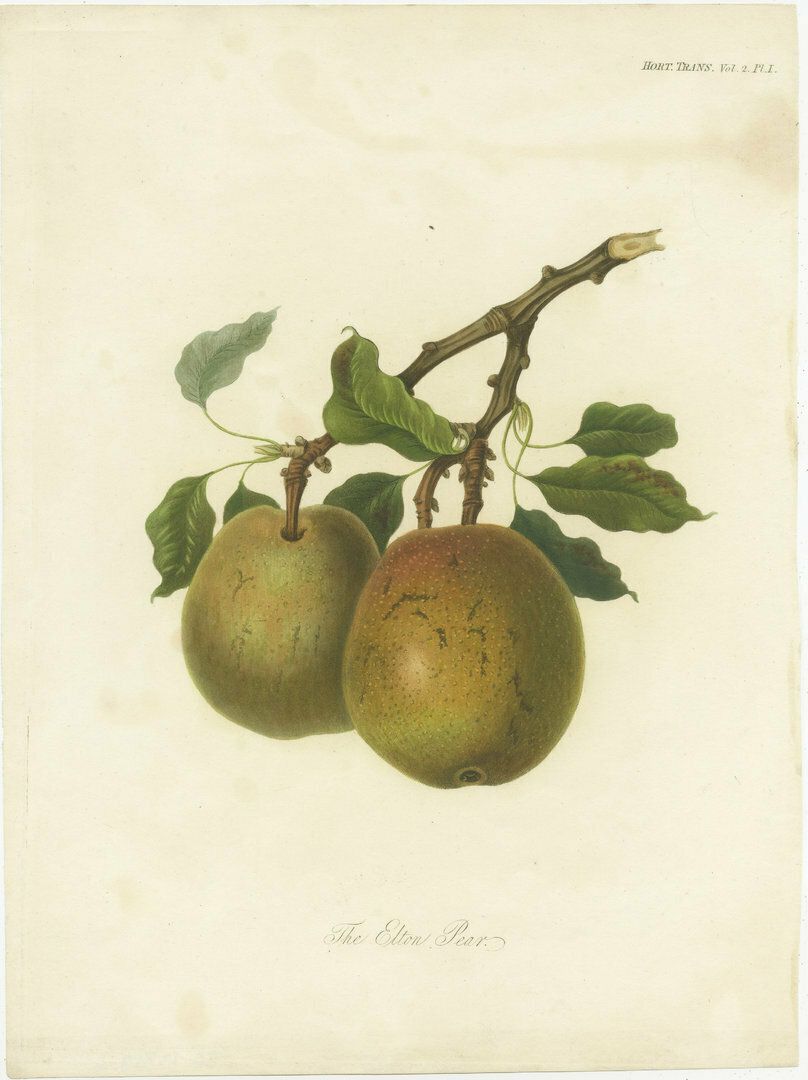 Antique Fruit Print Of The Elton Pear