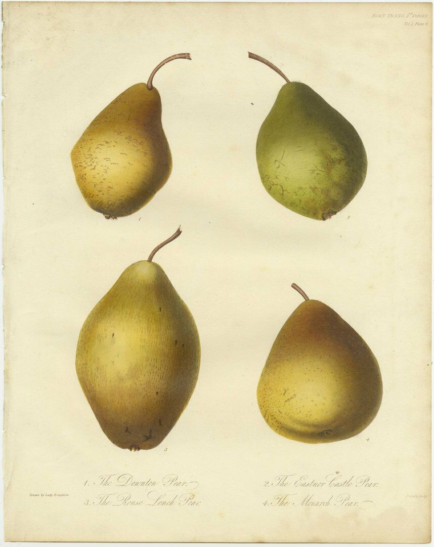 Set Of 2 Antique Prints Of Various Pears And Apples photo furniture