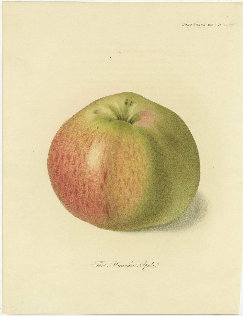 Set Of 2 Antique Prints Of The Gravenstein Apple And Alexander Apple photo furniture
