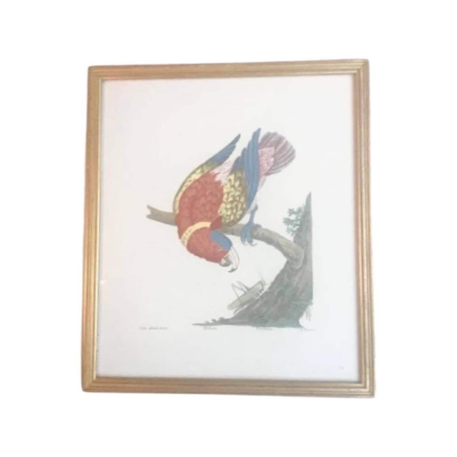 Vintage Framed Parrot Print, Tropical Decor Bird Art Print, Bird Prints, Beach Cottage Decor, Print Wall Art, Belgium 1960s, Parrot Art
